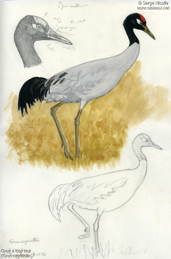 Black-necked Crane, identification