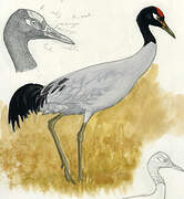 Black-necked Crane