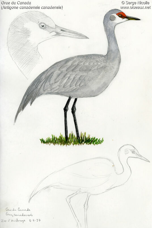 Sandhill Crane, identification