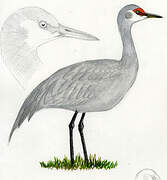 Sandhill Crane