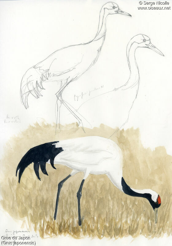 Red-crowned Crane, identification