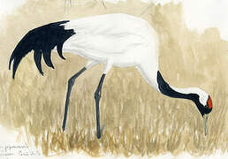 Red-crowned Crane