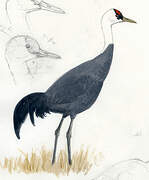 Hooded Crane