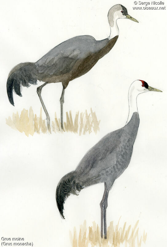 Hooded Crane, identification