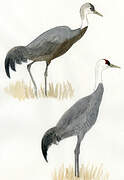 Hooded Crane