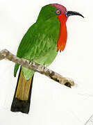 Red-bearded Bee-eater