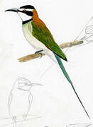 White-throated Bee-eater