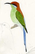 Blue-throated Bee-eater