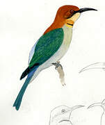 Chestnut-headed Bee-eater