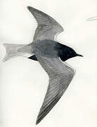 Black Tern