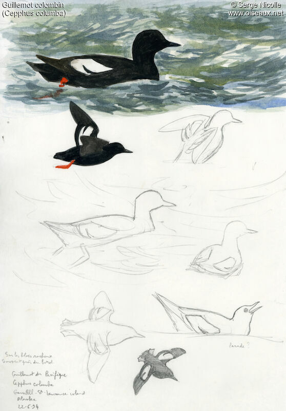 Guillemot colombin, identification