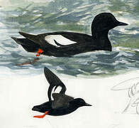 Pigeon Guillemot