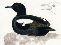 Pigeon Guillemot