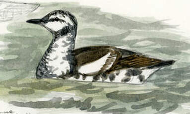 Guillemot colombin