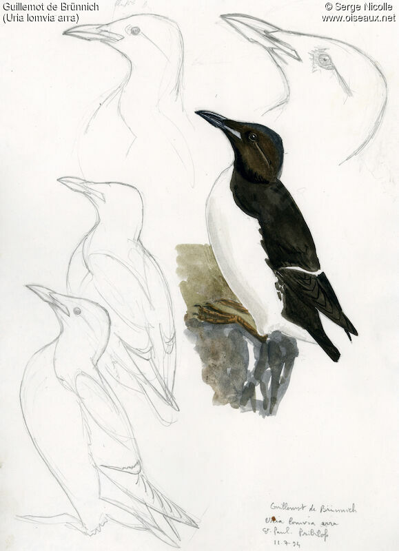 Thick-billed Murre, identification