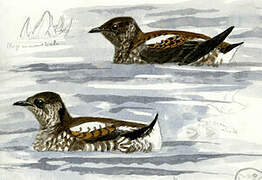 Marbled Murrelet