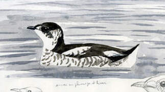 Marbled Murrelet