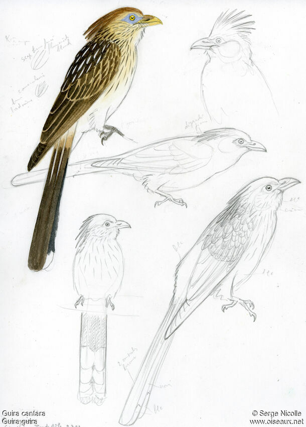 Guira Cuckoo, identification