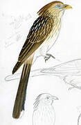 Guira Cuckoo