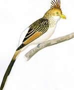 Guira Cuckoo