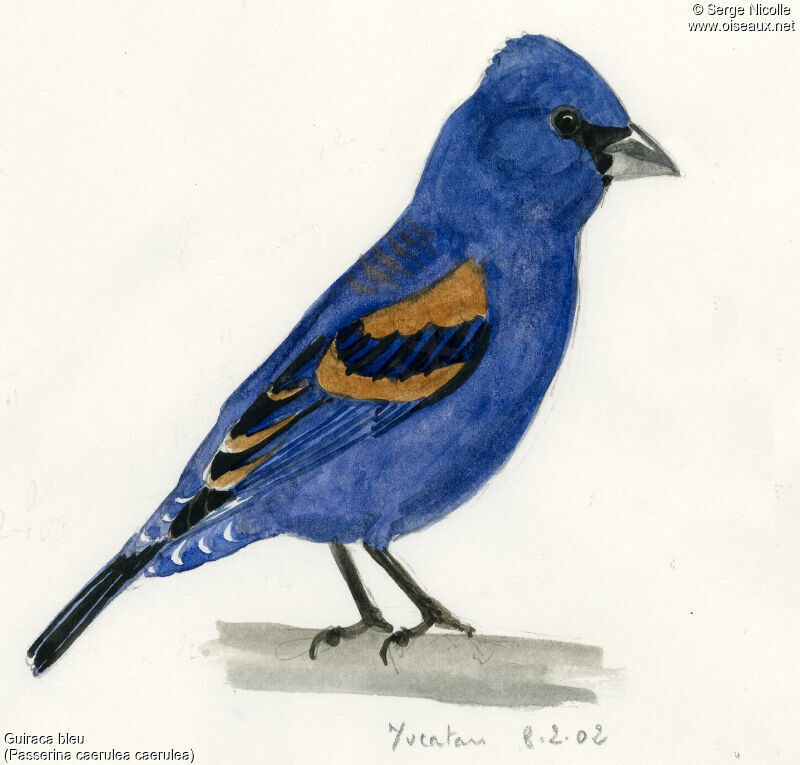 Blue Grosbeak, identification