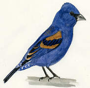 Blue Grosbeak