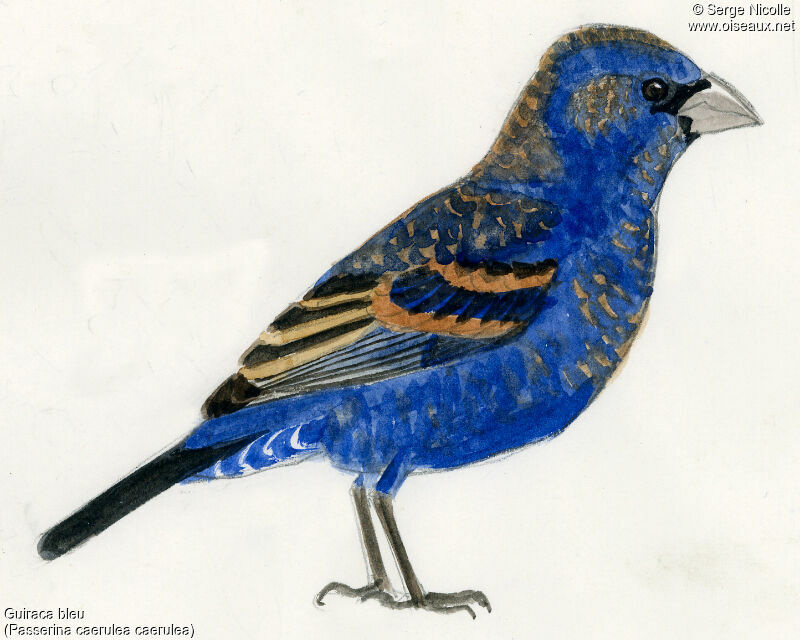 Blue Grosbeak, identification