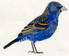 Blue Grosbeak