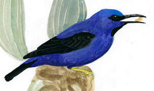 Purple Honeycreeper