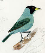 Green Honeycreeper