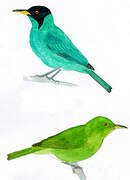 Green Honeycreeper