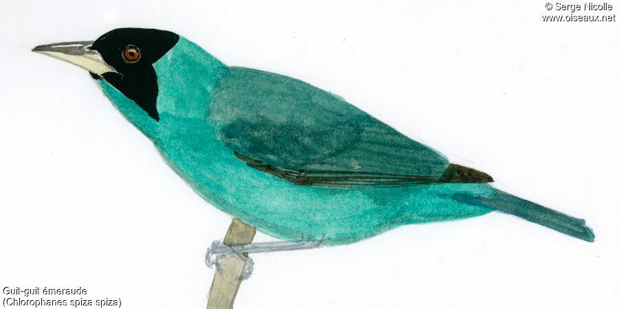 Green Honeycreeper male, identification