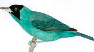 Green Honeycreeper