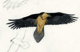 Bearded Vulture