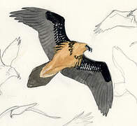 Bearded Vulture