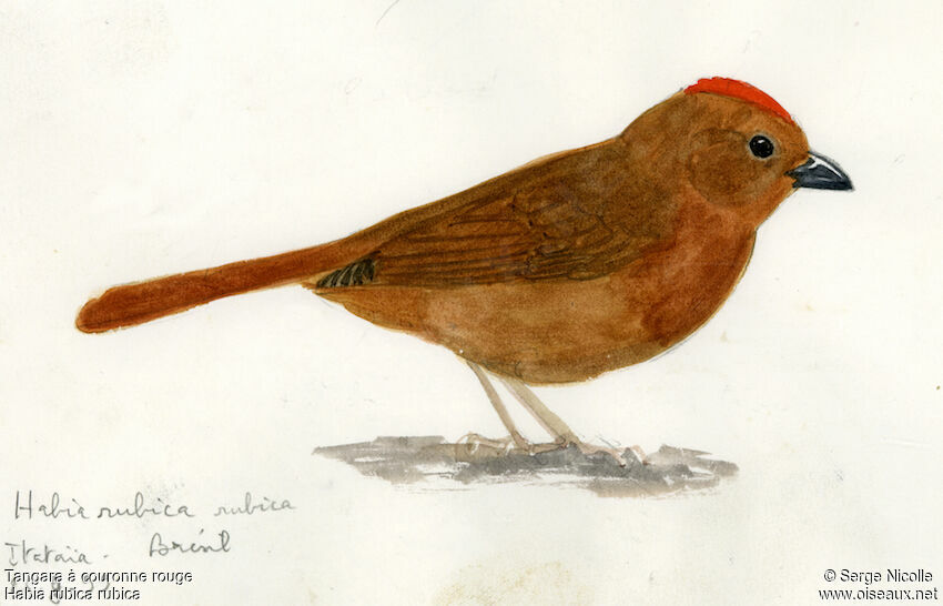 Red-crowned Ant Tanager identification