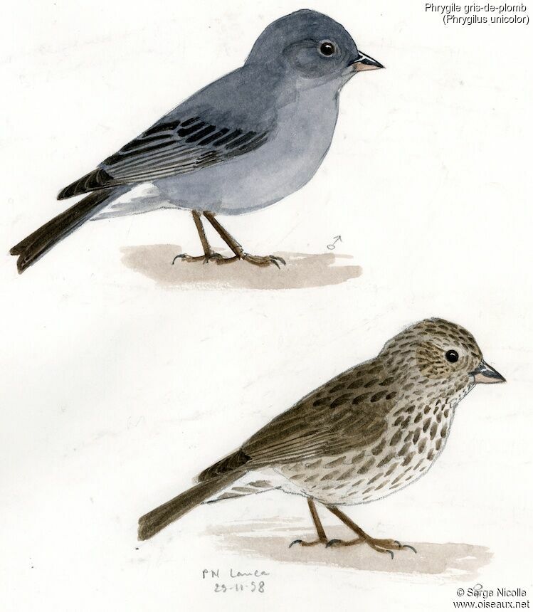 Plumbeous Sierra Finch female, identification