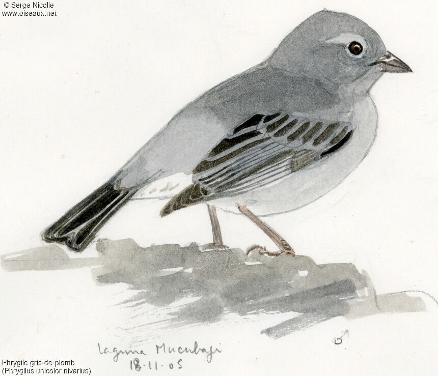 Haplospize gris-de-plomb identification