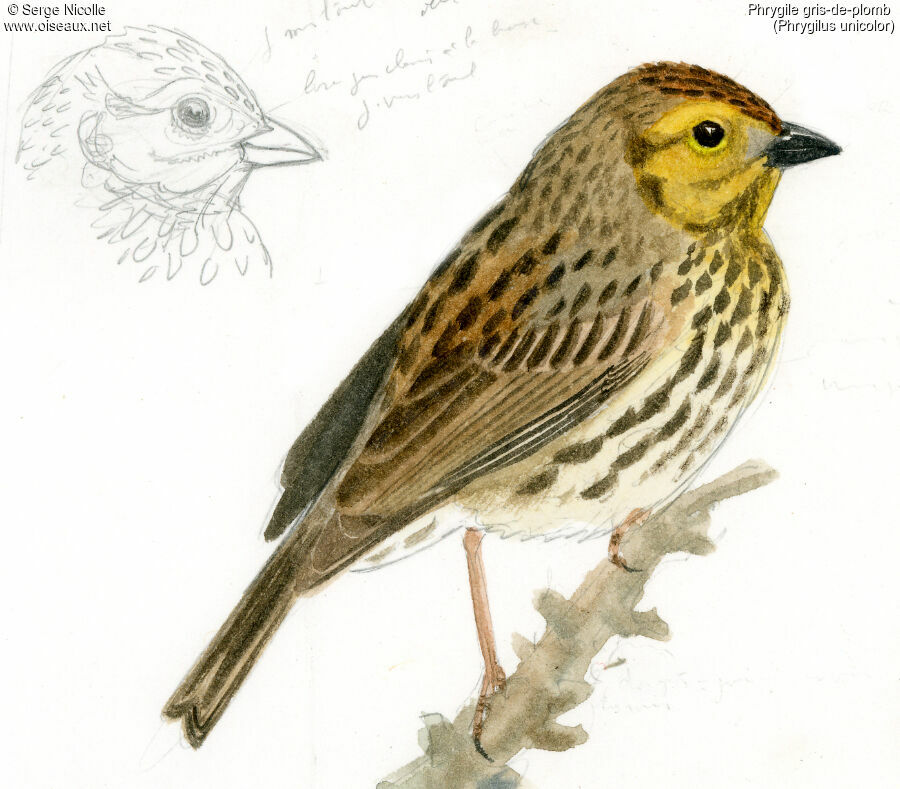 Haplospize gris-de-plomb femelle, identification