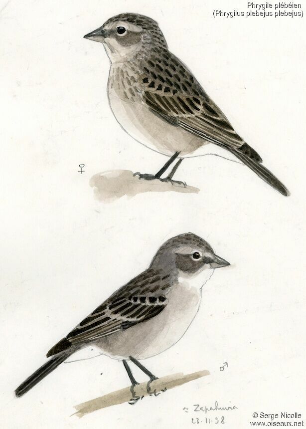 Ash-breasted Sierra Finch female, identification