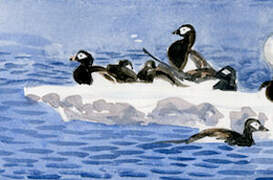 Long-tailed Duck