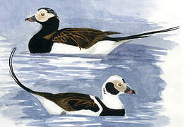 Long-tailed Duck