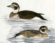 Long-tailed Duck