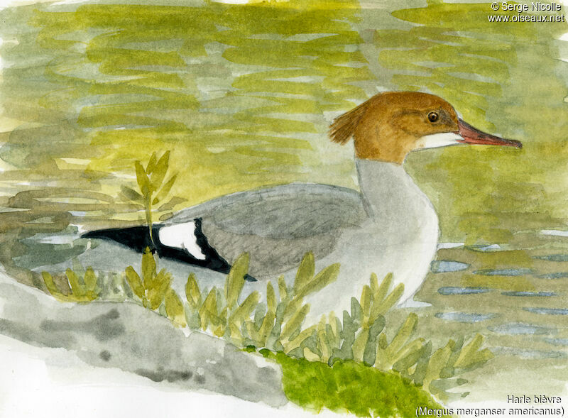 Common Merganser female, identification