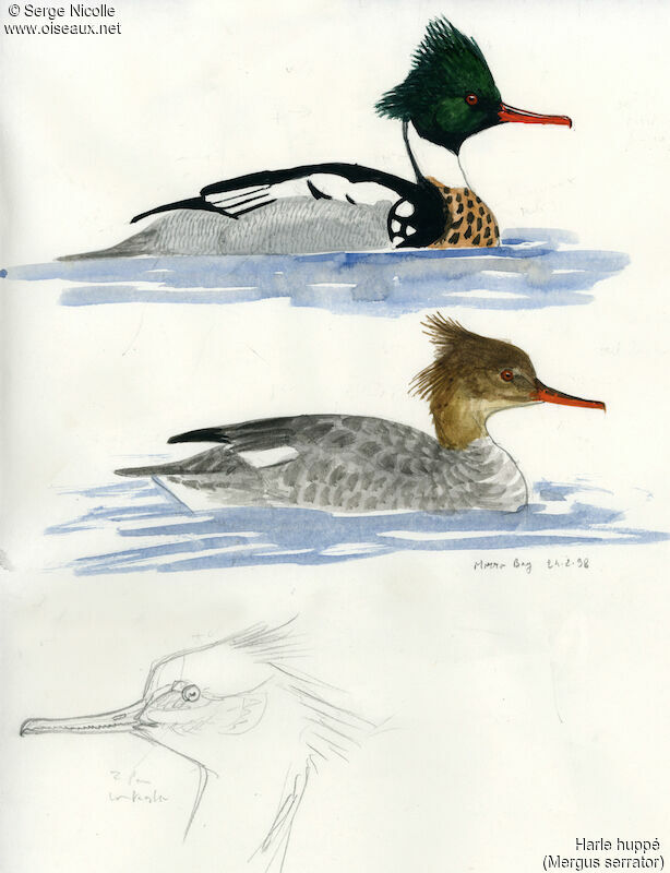 Red-breasted Merganser , identification