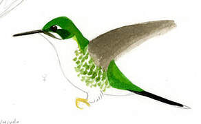 White-booted Racket-tail