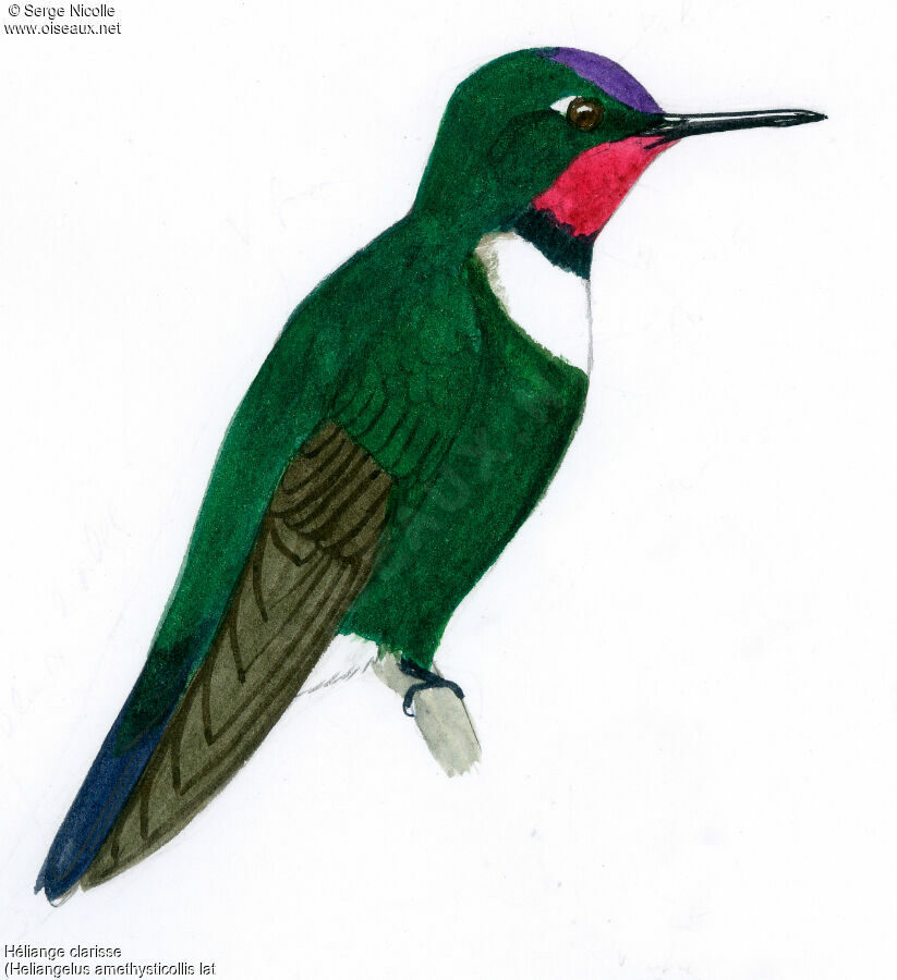 Amethyst-throated Sunangel identification