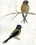 Whiskered Treeswift