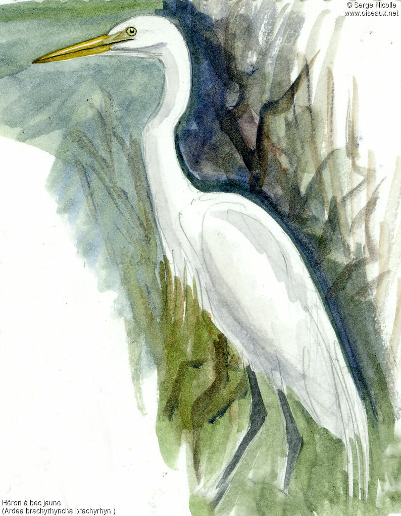 Yellow-billed Egret, identification