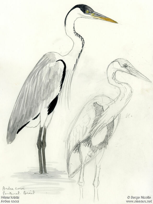 Cocoi Heron, identification